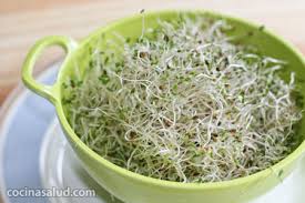 Germinado de alfalfa en canasta en casa