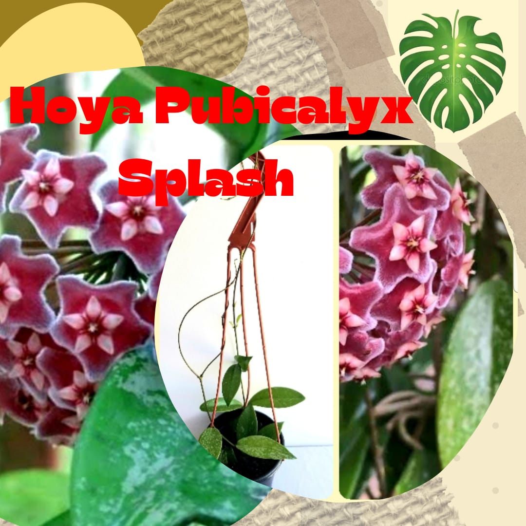 Hoya Pubicalyx 'Splash' en canasta en casa