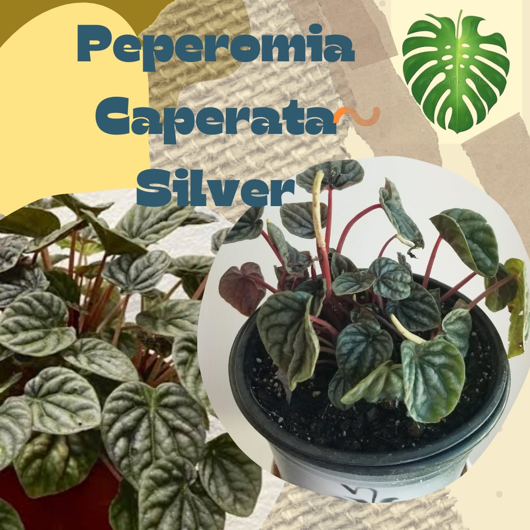 Peperonia Caperata Silver en canasta en casa