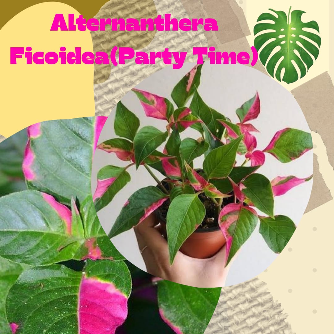 Alternanthera Ficoidea (Party Time) en canasta en casa