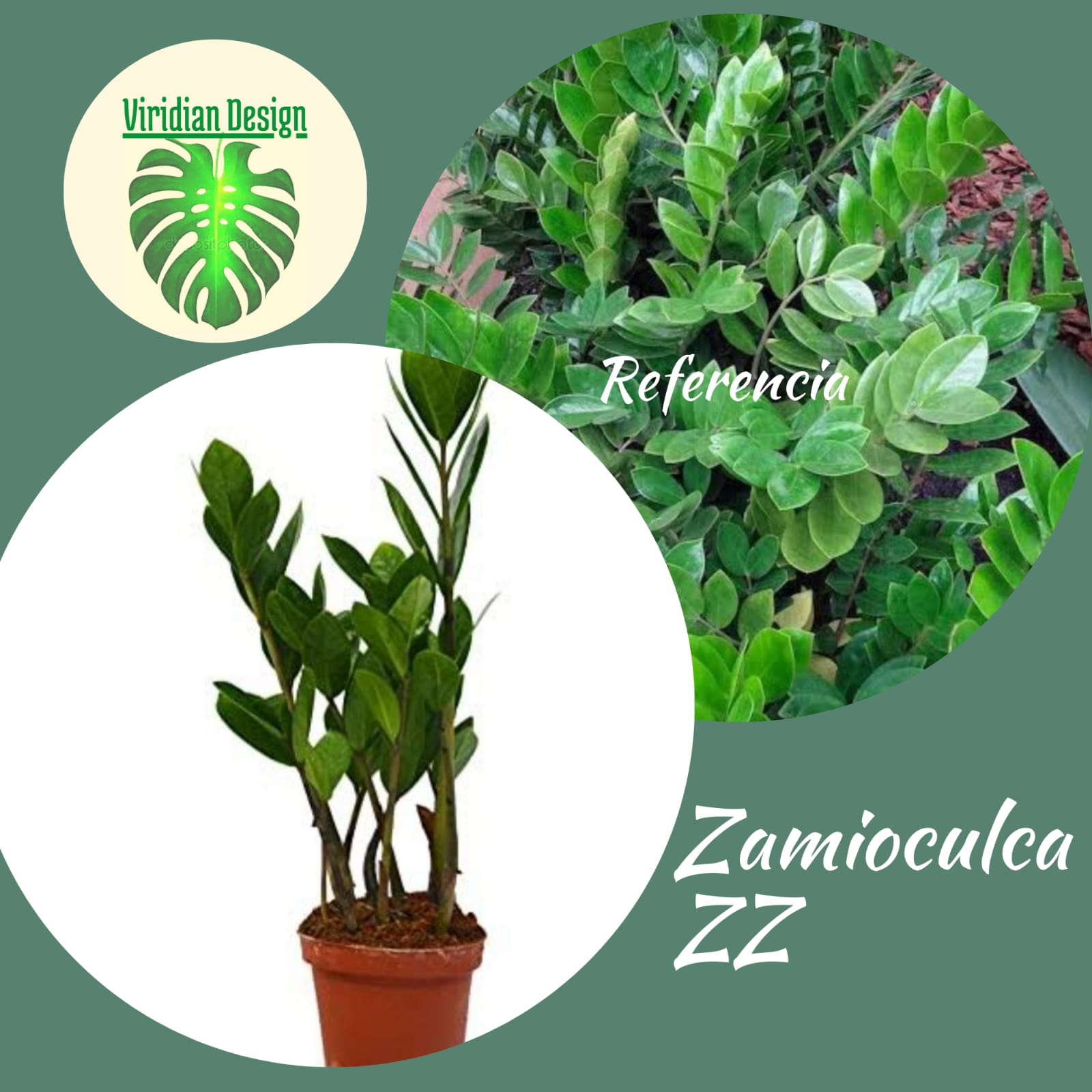 Zamioculcas Zamiifolia en canasta en casa
