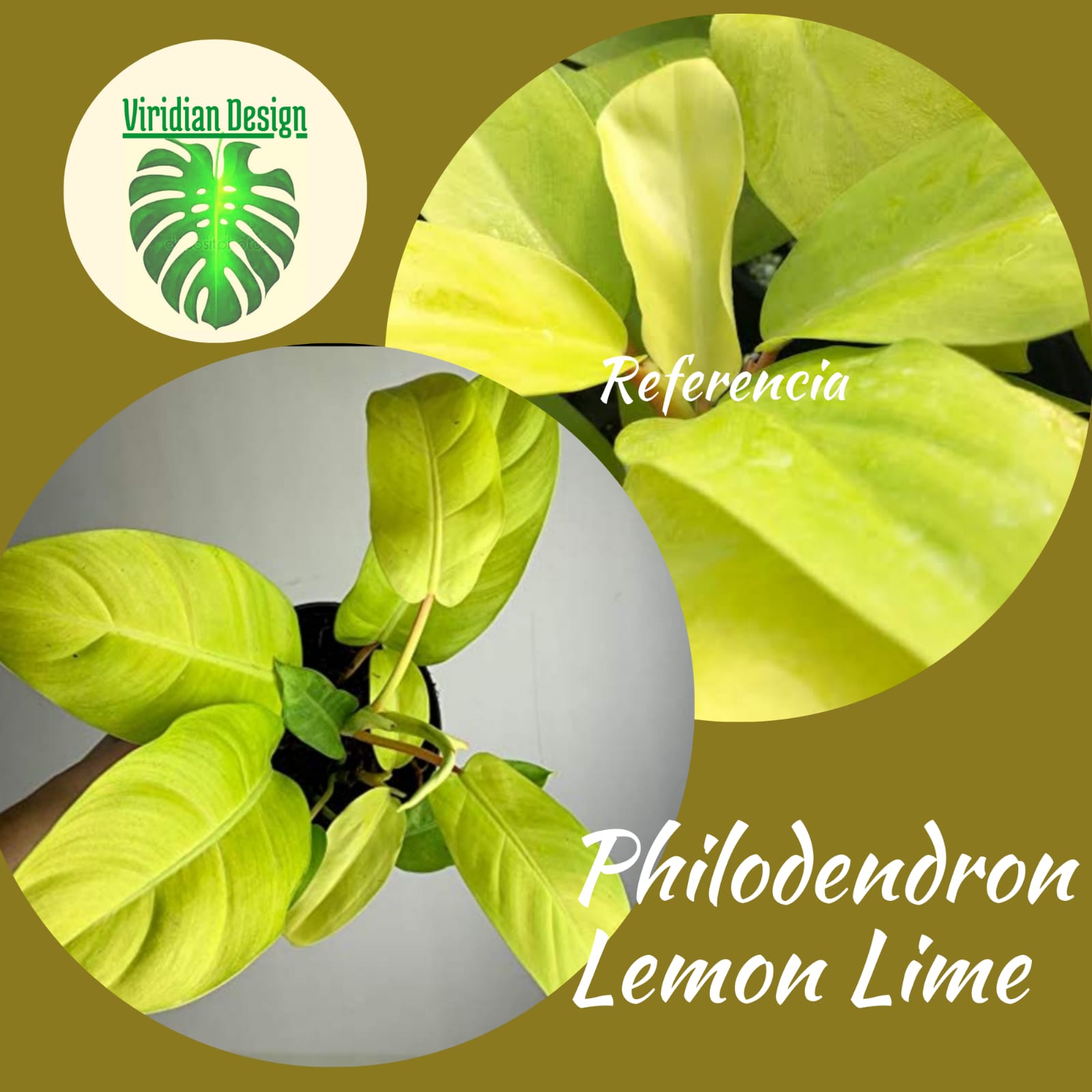 Philodendron Lemon Lime en canasta en casa