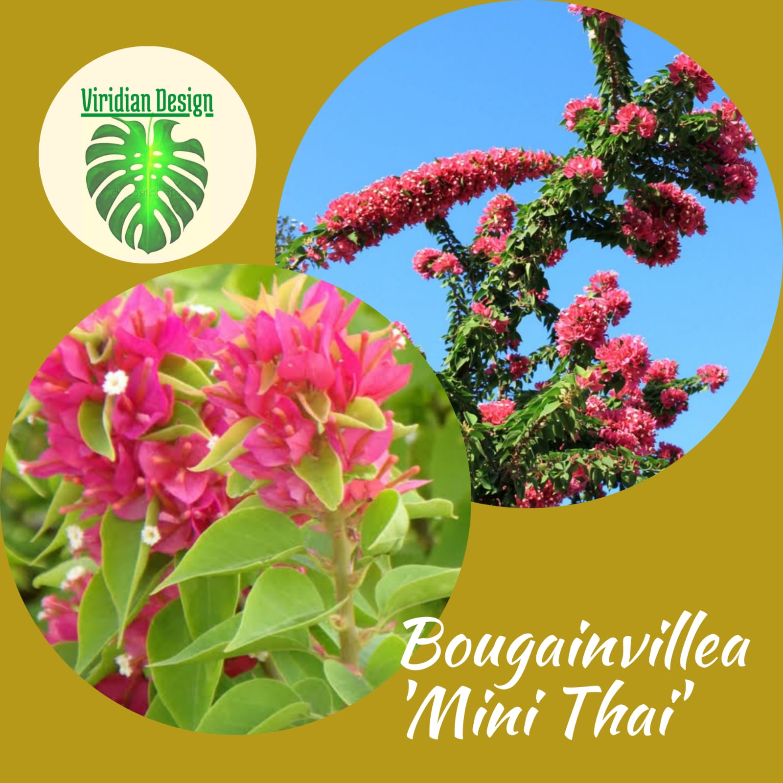 Bougainvillea 'Mini Thai' en canasta en casa